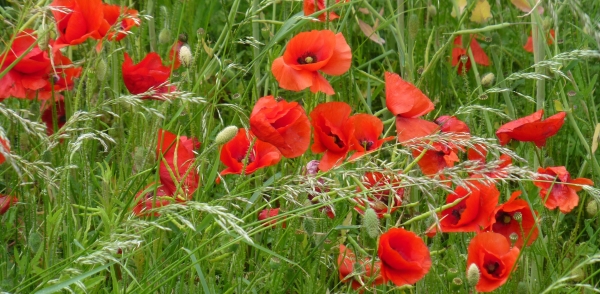 Red poppies growing wild in a meadow. They symbolize "remembrance."